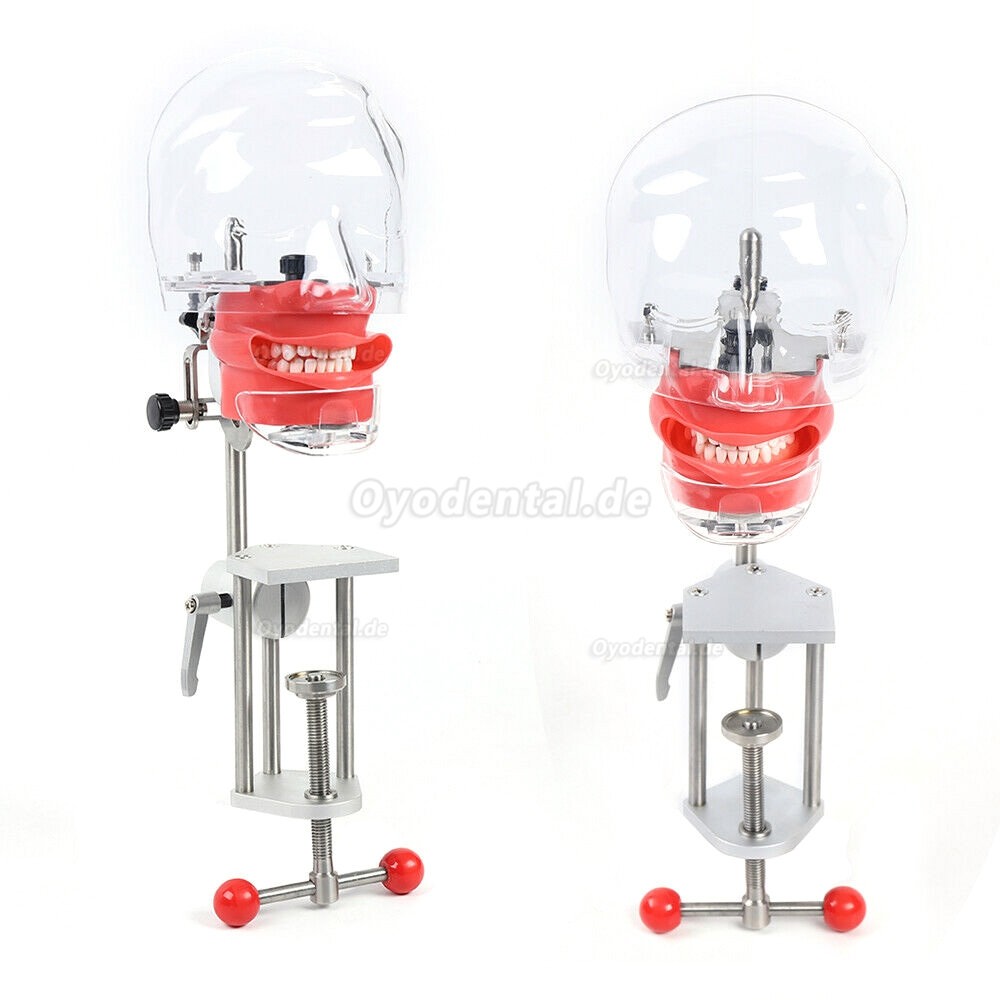 Dental Manikin Phantom Head Model Tooth Teeth Training Simulator Bench Mounted
